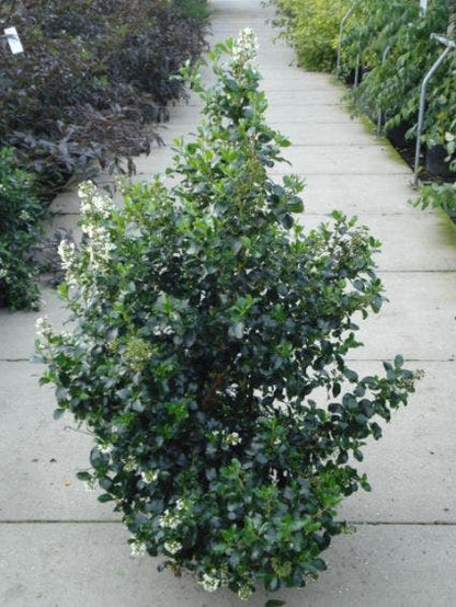  Escallonia (Escallonia 'Iveyi')