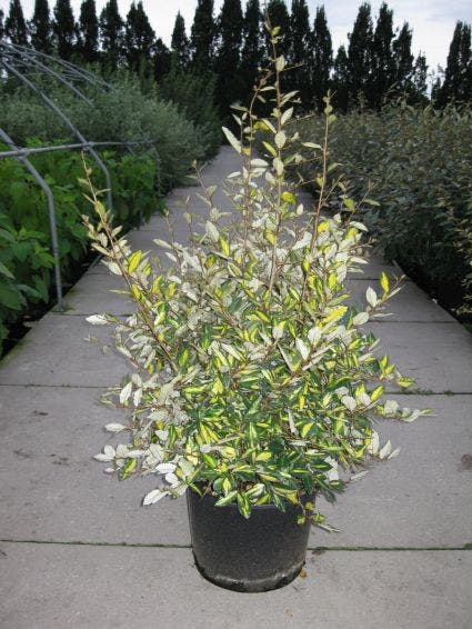  Olijfwilg (Elaeagnus Pungens 'Maculata')