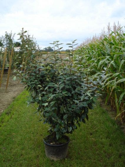  Olijfwilg (Elaeagnus Ebbingei)