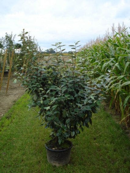  Olijfwilg (Elaeagnus Ebbingei)