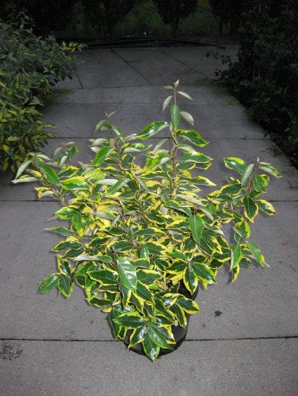  Bontbladige Olijfwilg (Elaeagnus Ebbingei 'Gilt Edge')