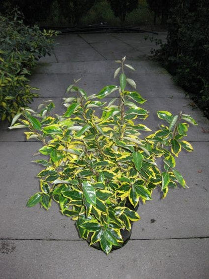  Bontbladige Olijfwilg (Elaeagnus Ebbingei 'Gilt Edge')