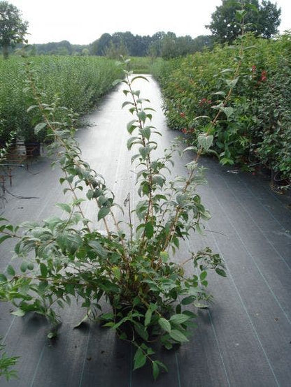  Bruidsbloem (Deutzia 'Mont Rose')