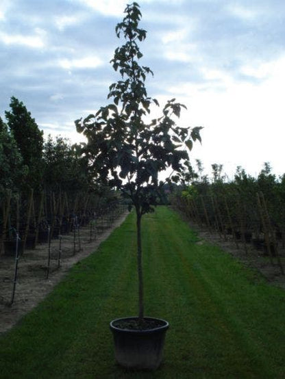  Zakdoekjesboom (Davidia Involucrata)