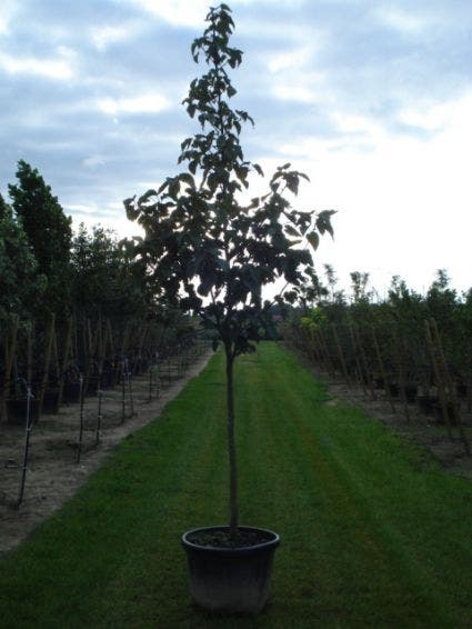  Zakdoekjesboom (Davidia Involucrata)