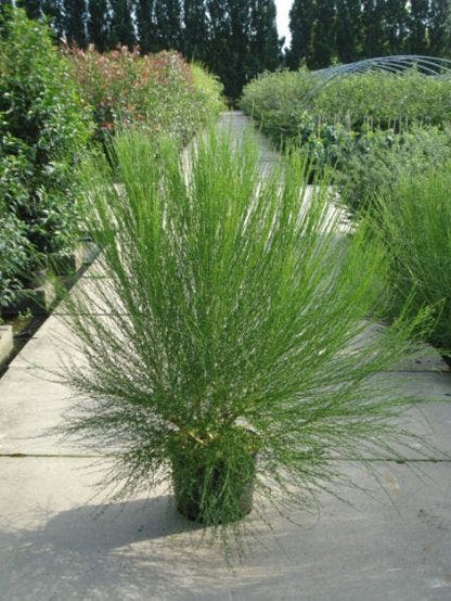  Brem (Cytisus 'Boskoop Ruby')