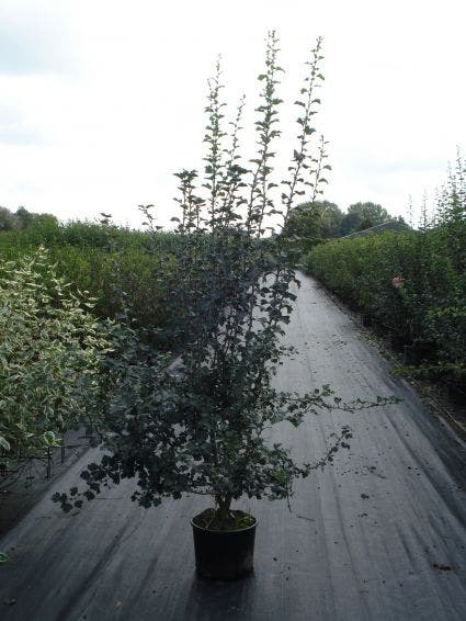  Meidoornhaag (Crataegus Monogyna)