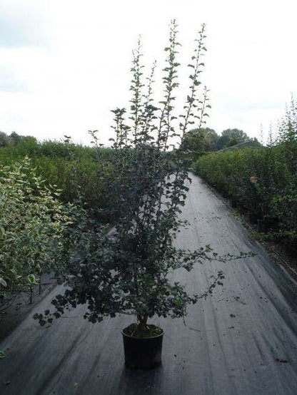  Meidoornhaag (Crataegus Monogyna)