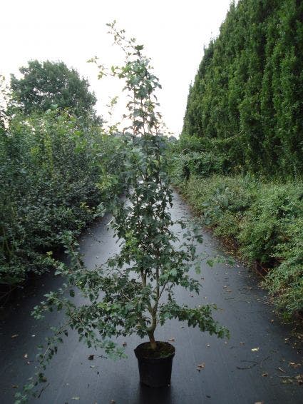  Meidoornhaag (Crataegus Monogyna)