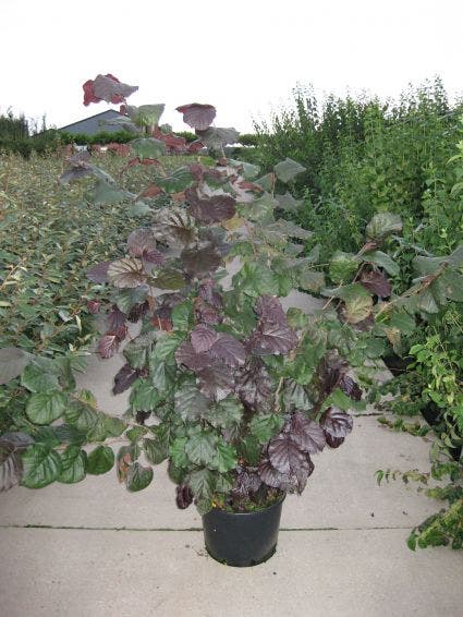  Rode Hazelaar (Corylus Maxima 'Purpurea')