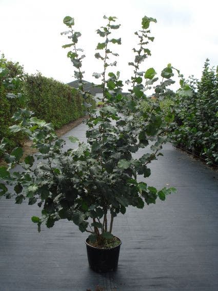  Hazelaar (Corylus Avellana)