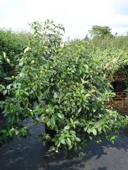  Kornoelje (Cornus Stolonifera 'Flaviramea')
