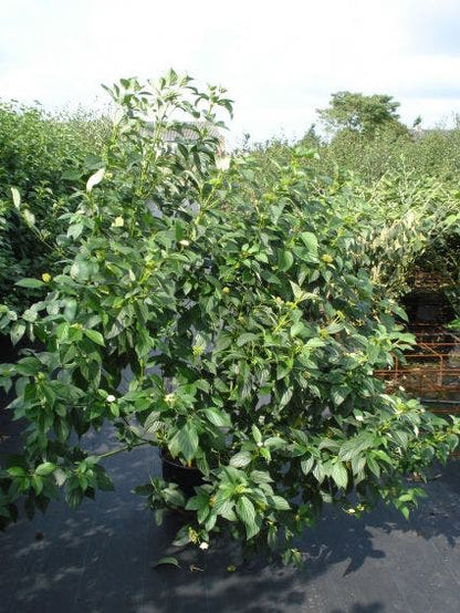  Kornoelje (Cornus Stolonifera 'Flaviramea')