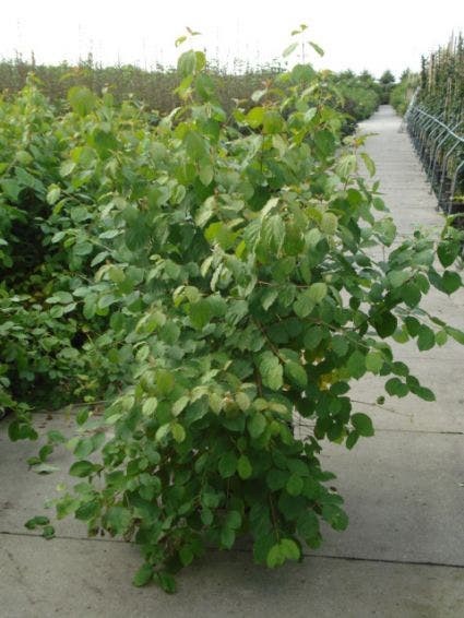  Kornoelje (Cornus Sanguinea 'Winter Beauty)