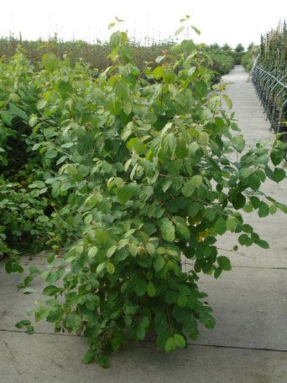  Kornoelje (Cornus Sanguinea 'Winter Beauty)
