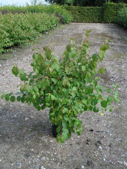  Kornoelje (Cornus Sanguinea 'Midwinter Fire')