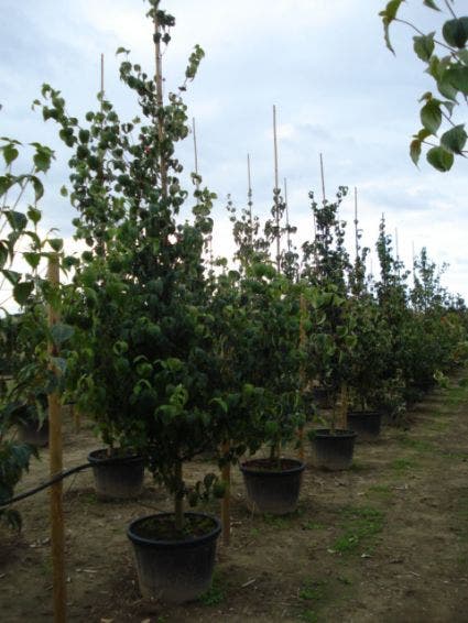  Kornoelje (Cornus Kousa Chinensis)