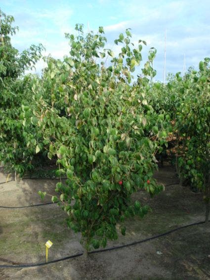  Kornoelje (Cornus Kousa 'China Girl')