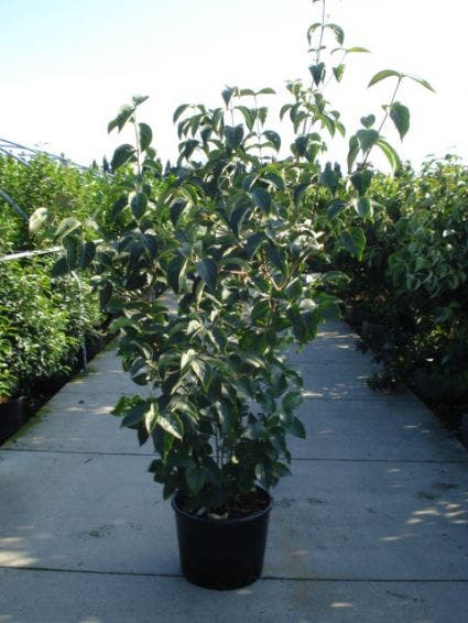  Kornoelje (Cornus Kousa 'China Girl')