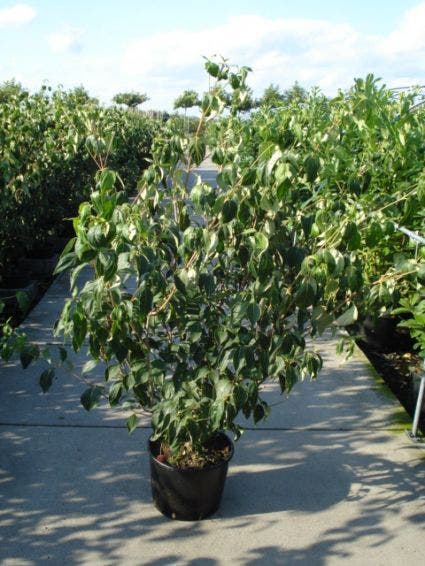  Japanse Kornoelje (Cornus Kousa)