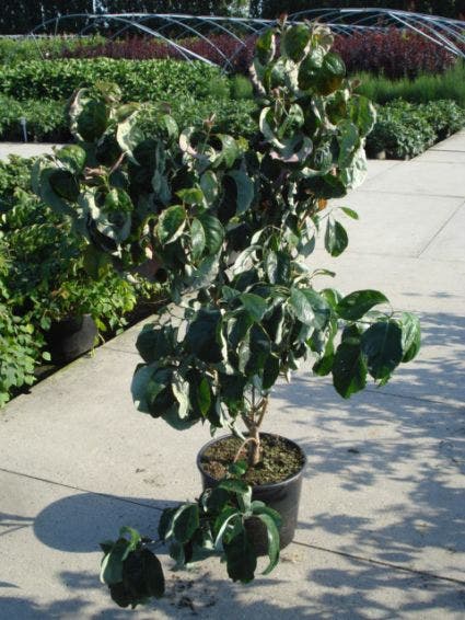 Amerikaanse Kornoelje (Cornus Florida 'Rubra')