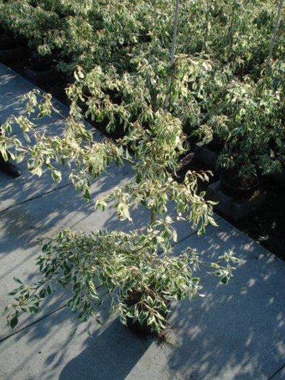 Reuzenkornoelje (Cornus Controversa 'Variegata')