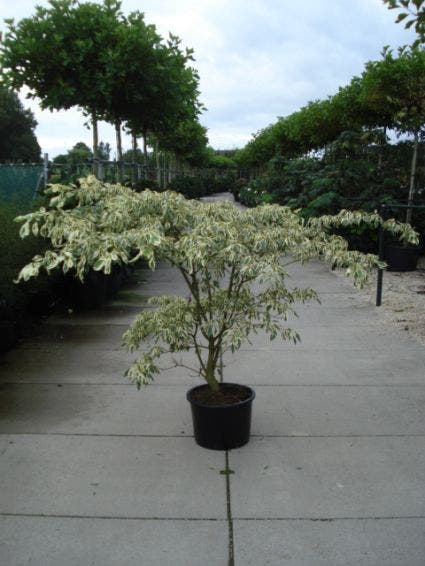  Reuzenkornoelje (Cornus Controversa 'Variegata')