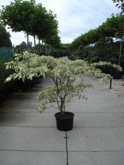  Reuzenkornoelje (Cornus Controversa 'Variegata')