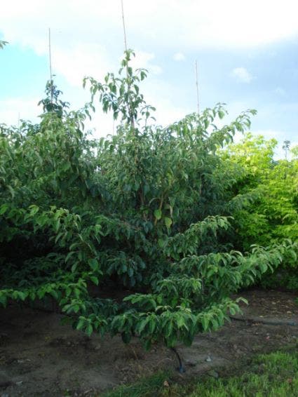  Kornoelje (Cornus Controversa 'Pagoda')