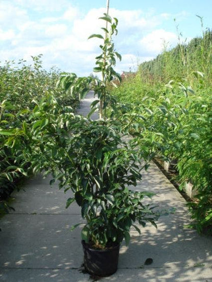  Kornoelje (Cornus Controversa 'Pagoda')