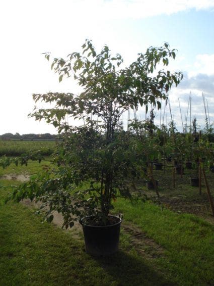  Reuzenkornoelje (Cornus Controversa 'Variegata')