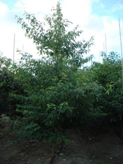  Reuzenkornoelje (Cornus Controversa 'Variegata')