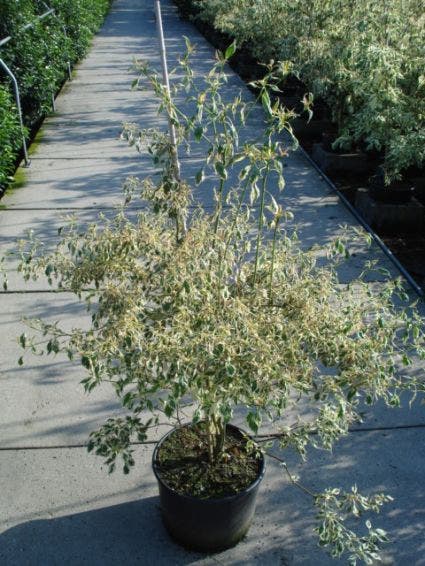  Kornoelje (Cornus Alternifolia 'Argentea')