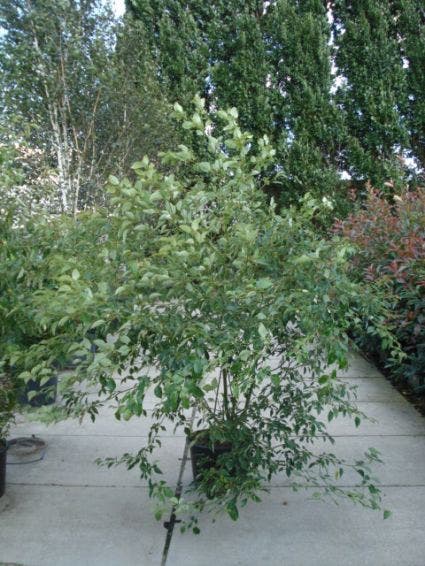  Kornoelje (Cornus Alternifolia)