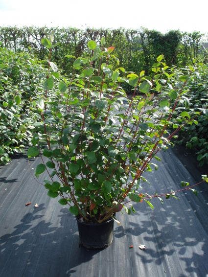  Kornoelje (Cornus Alba 'Sibirica')
