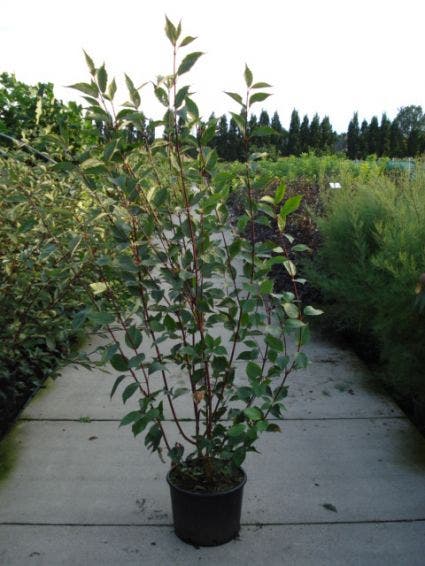 Kornoelje (Cornus Alba 'Kesselringii')