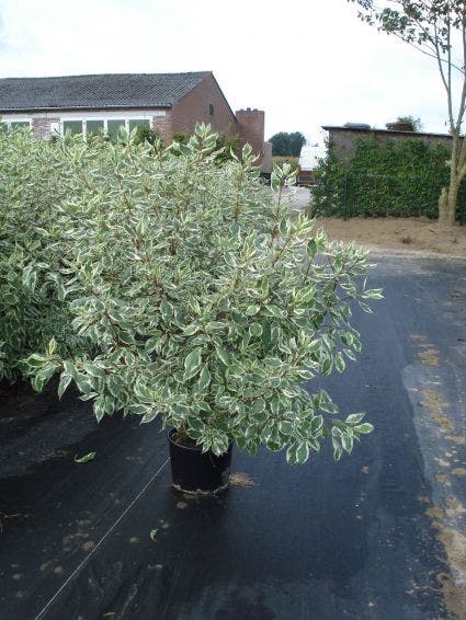  Bonte Kornoelje (Cornus Alba 'Elegantissima')
