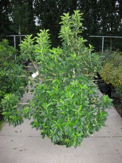  Schijnels (Clethra Alnifolia)