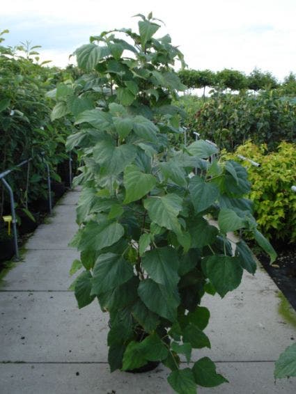  Pindakaasboom (Clerodendrum Trichotomum Fargesii)