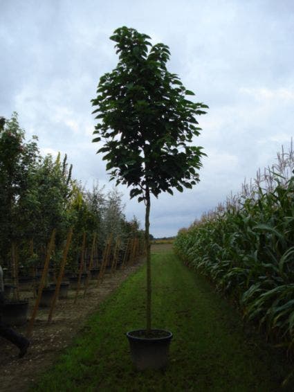  Pindakaasboom (Clerodendrum Trichotomum)