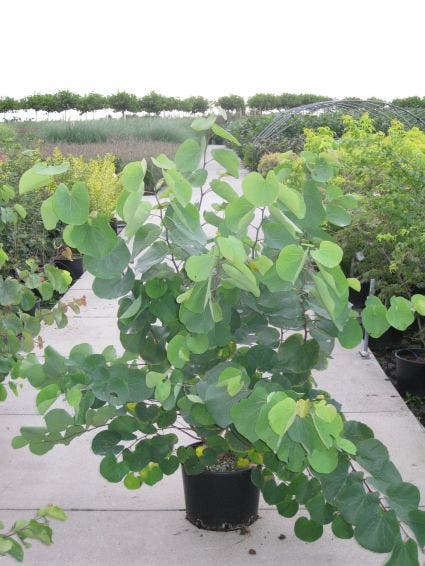 Judasboom Als Struik (Cercis Siliquastrum)