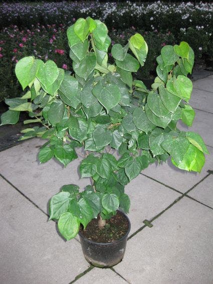  Chinese Judasboom (Cercis Chinensis 'Avondale')