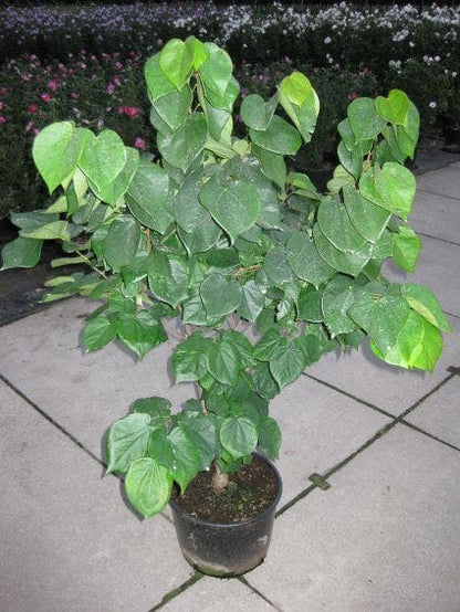 Chinese Judasboom (Cercis Chinensis 'Avondale')