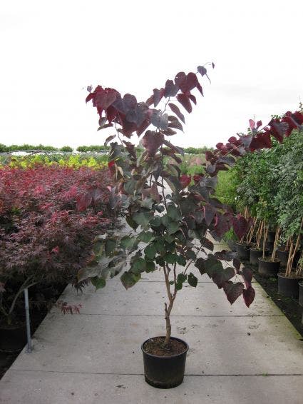  Judasboom Als Struik (Cercis Canadensis 'Forest Pansy')