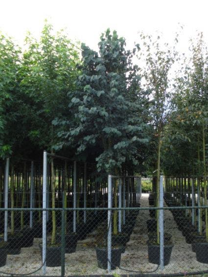  Katsoera Als Boom (Cercidiphyllum Japonicum)