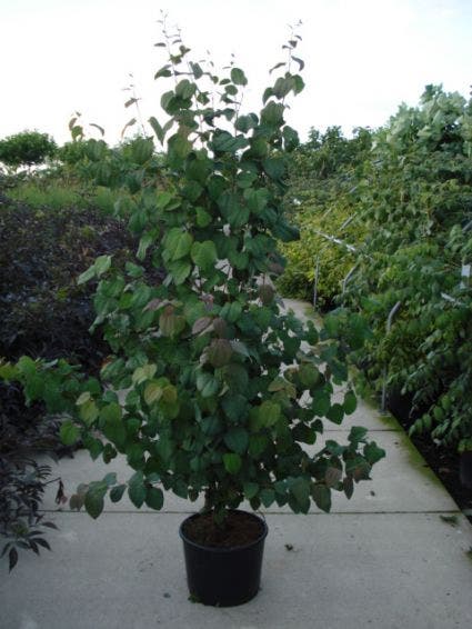  Katsoera Als Struik (Cercidiphyllum Japonicum)
