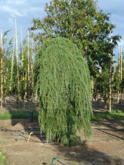  Treurceder (Cedrus Deodara 'Pendula')
