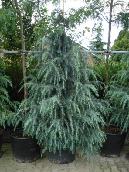  Himalayaceder (Cedrus Deodara)