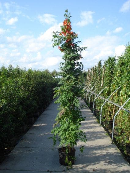  Trompetbloem (Campsis Tagliabuana 'Mme Galen')