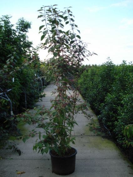  Schoonvrucht (Callicarpa Bodinieri 'Profusion')